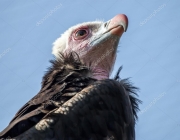 Características do Urubu de Cabeça Branca 1