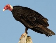 Características do Urubu de Cabeça Branca 2