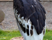 Características do Urubu de Cabeça Branca 3