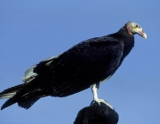 Características do Urubu de Cabeça Branca 4