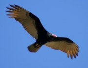 Características do Urubu de Cabeça Branca 5