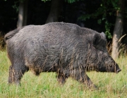 Características Físicas do Javalí 2