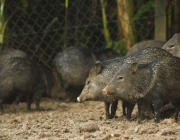 Características Físicas do Javalí 6