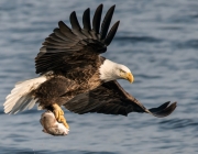 Bald Eagle With Fish Wide Desktop Background