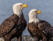 Casal de Águia Americana 2