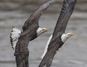 Casal de Águia Americana 3