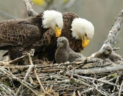 Casal de Águia Americana 4