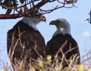 Casal de Águia 3