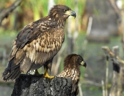 Casal de Águia 5