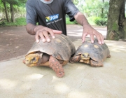 Casal de Jabuti 2