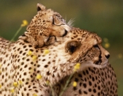 Casal de Leopardo 2