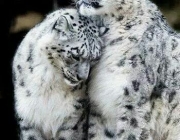 Casal de Leopardo 3