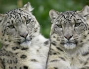 Casal de Leopardo 4