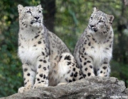 Casal de Leopardo 5