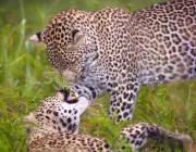Casal de Leopardo 6