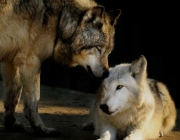 Casal de Lobo 3