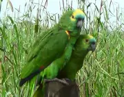 Casal de Papagaio Verde 1