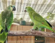 Casal de Papagaio Verde 3