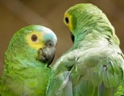 Casal de Papagaio Verde 4