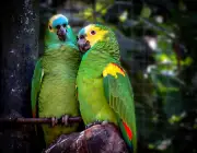 Casal de Papagaio Verde 5