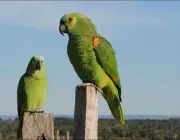 Casal de Papagaio Verde 6