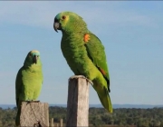 Casal de Papagaio Verde 6