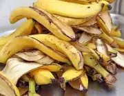 Casca da Banana 4