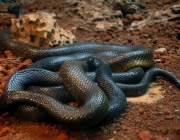 Mamba Negra 1