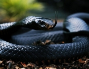 Mamba Negra 3