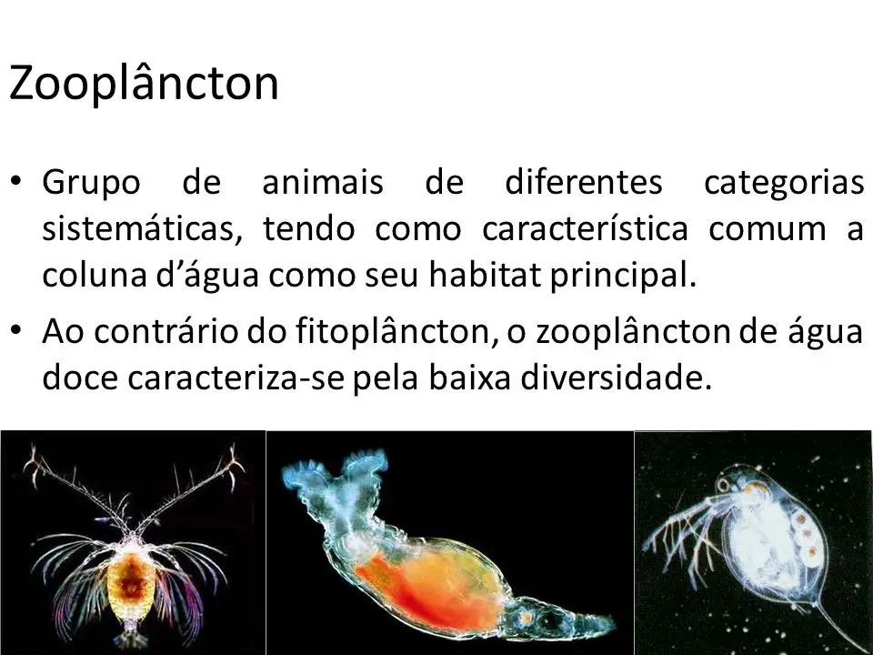 Ao contrário do fitoplâncton, o zooplâncton de água doce caracteriza-se pela baixa diversidade.