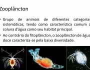 Ao contrário do fitoplâncton, o zooplâncton de água doce caracteriza-se pela baixa diversidade.