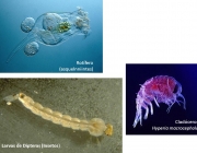 Rotífero (asquelnniintes) Cladóceros Hyperia macrocephola Larvas de Dipteras (Insetos)