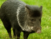 Collared Peccary