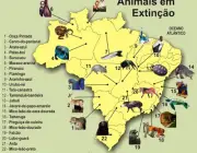 Causas da Extinção de Animais no Brasil 4
