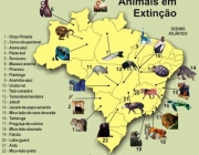 Causas da Extinção de Animais no Brasil 4