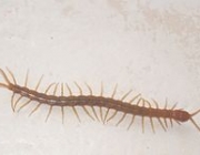 Centopéia Geophilomorpha 2