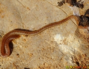 Centopéia Geophilomorpha 3