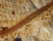 Centopéia Geophilomorpha 4