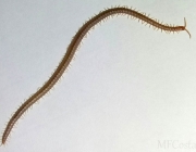 Centopéia Geophilomorpha 6