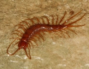 Centopéia Lithobiomorpha 1