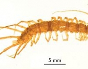 Centopéia Lithobiomorpha 2