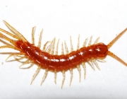 Centopéia Lithobiomorpha 3