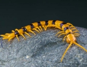 Centipede / Scolopendra hardwickei