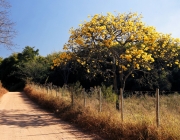 Cerrado Brasileiro 3