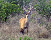 Cervo-do-Pantanal 2