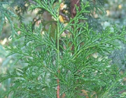 Chamaecyparis Obtusa 1