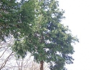 Chamaecyparis Obtusa 2