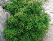 Chamaecyparis Obtusa 4