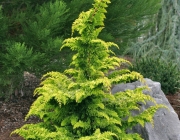 Chamaecyparis Obtusa 5