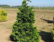 Chamaecyparis Obtusa 6